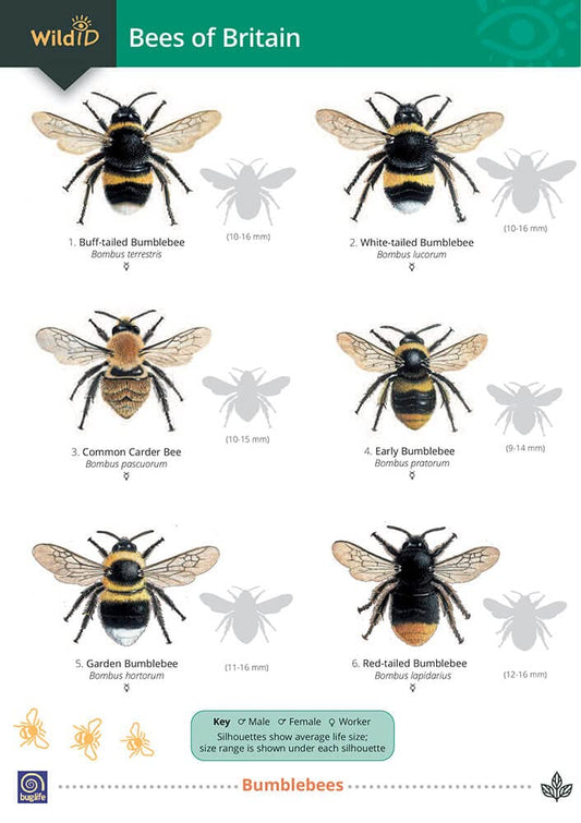 Bees of Britain Guide - O'Toole and Shields