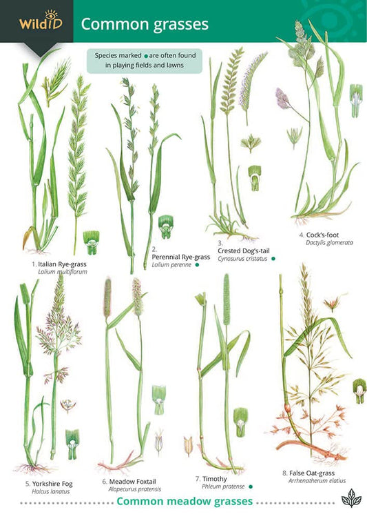 Common Grasses Guide - Gardener and Roberts