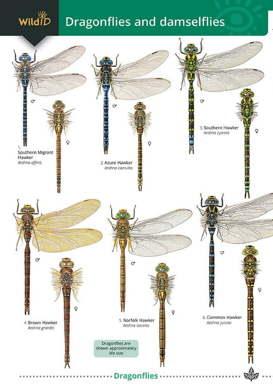 Dragonflies and Damselflies Guide -  Farley-Brown, Broader and Lewington