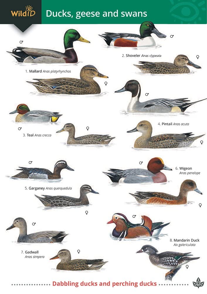 Duck, Geese and Swans Guide - Norman and Langman