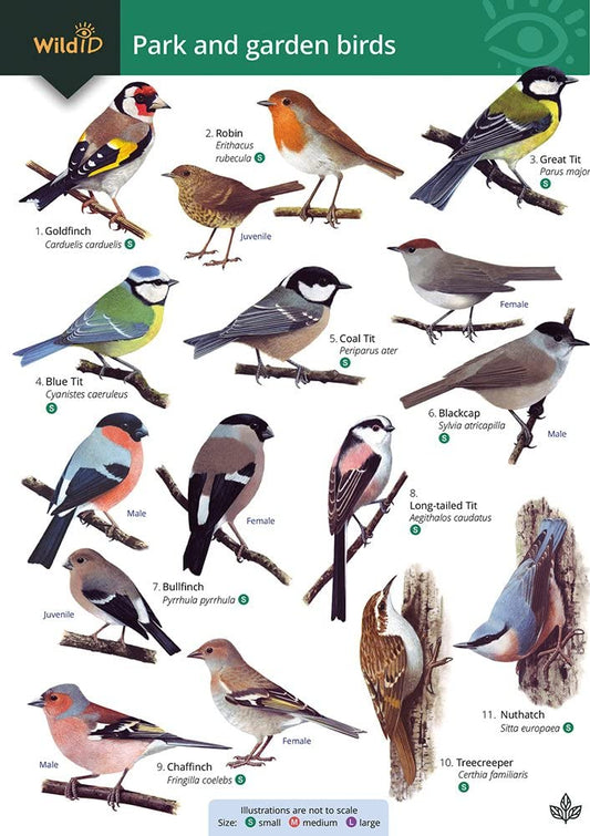 Park and Garden Birds Guide - Farley-Brown, Shields and Langman