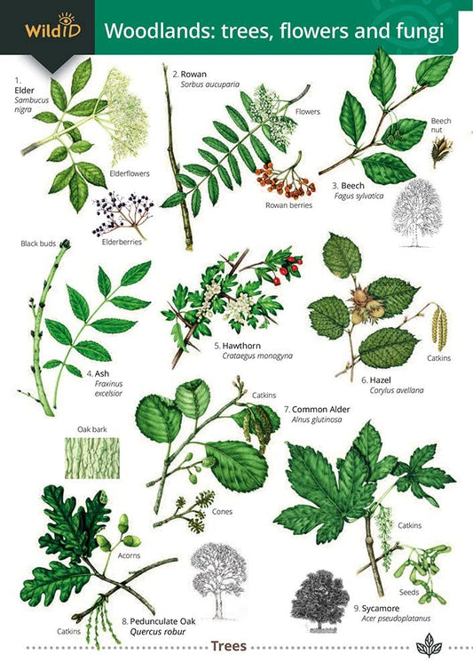 Woodlands: Trees, Flowers and Fungi Guide - Trehern, Shields and Harper