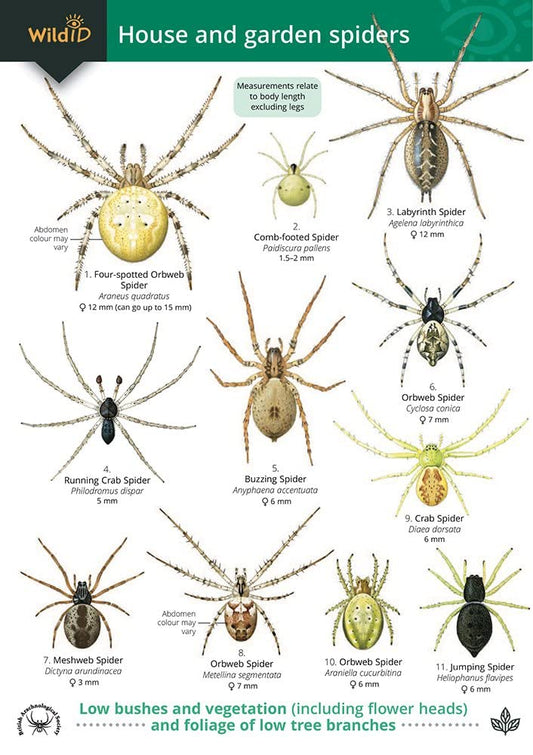 House and Garden Spiders Guide - Bee and Lewington