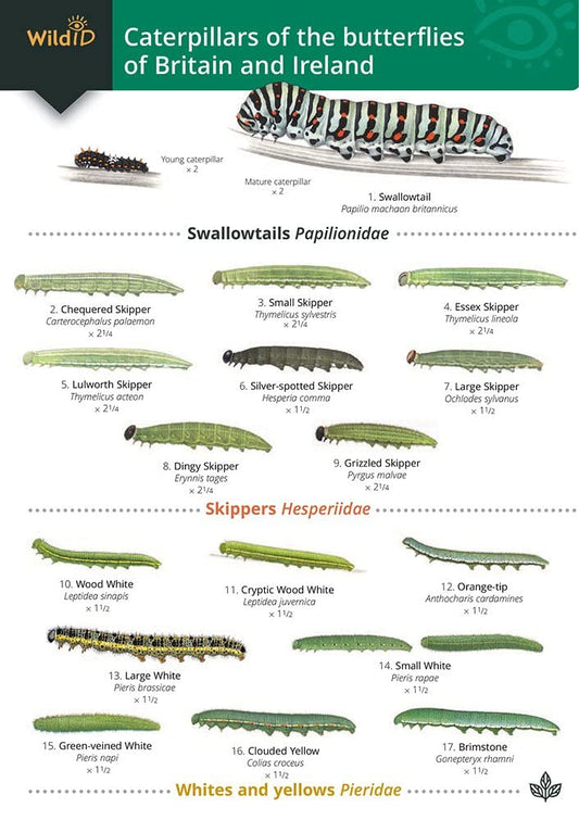 Caterpillars of the Butterflies of Britain and Ireland Guide - Lewington and Bebbington