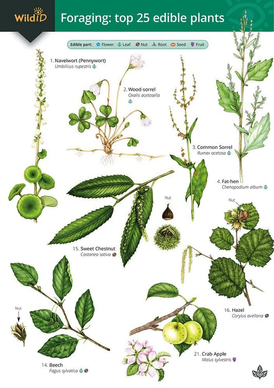 Foraging: Top 25 Edible Plants Guide - Cremona and Harper