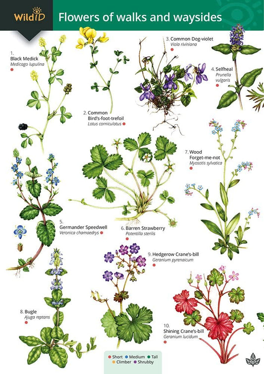 Flowers of Walks and Waysides Guide - Farley-Brown and Harper