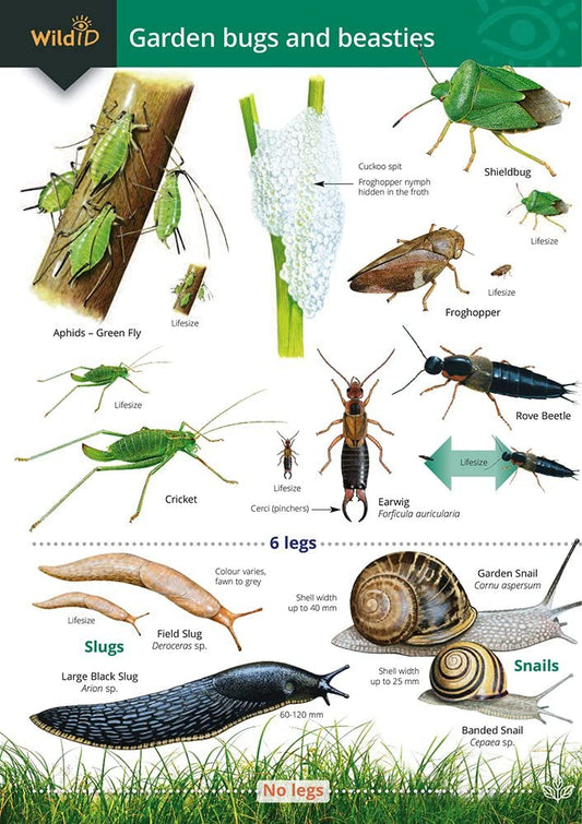Garden Bugs and Beasties Guide - Farley-Brown and Shields