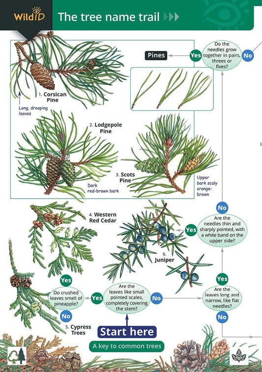 The Tree Name Trail Guide - Oldham and Roberts