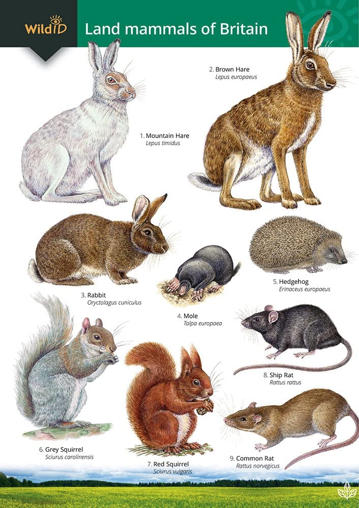 Land Mammals of Britain Guide - Wild ID