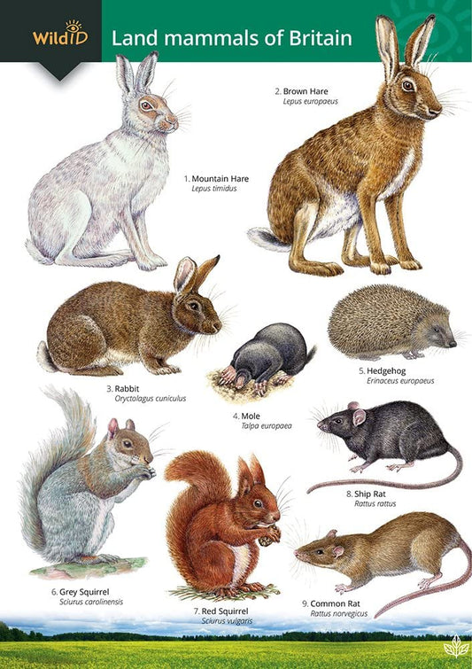 Land Mammals of Britain Guide - Wild ID