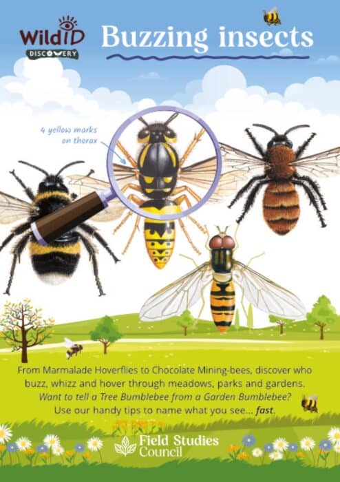 Buzzing Insects Guide - Norman and Shields