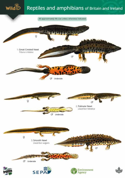 Reptiles and Amphibians of Britain and Ireland Guide - Roberts and Ovenden