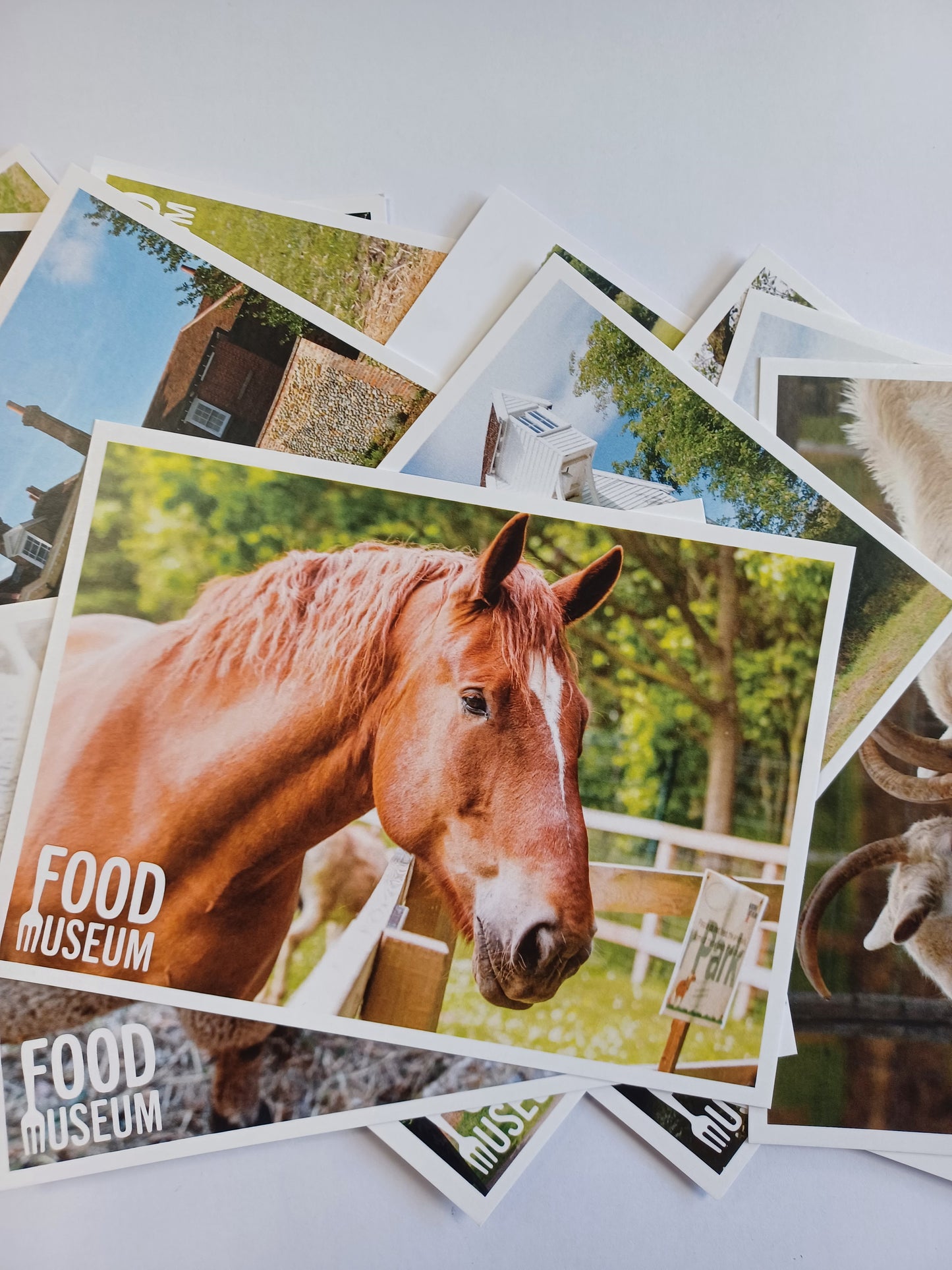 Assorted Food Museum Postcard