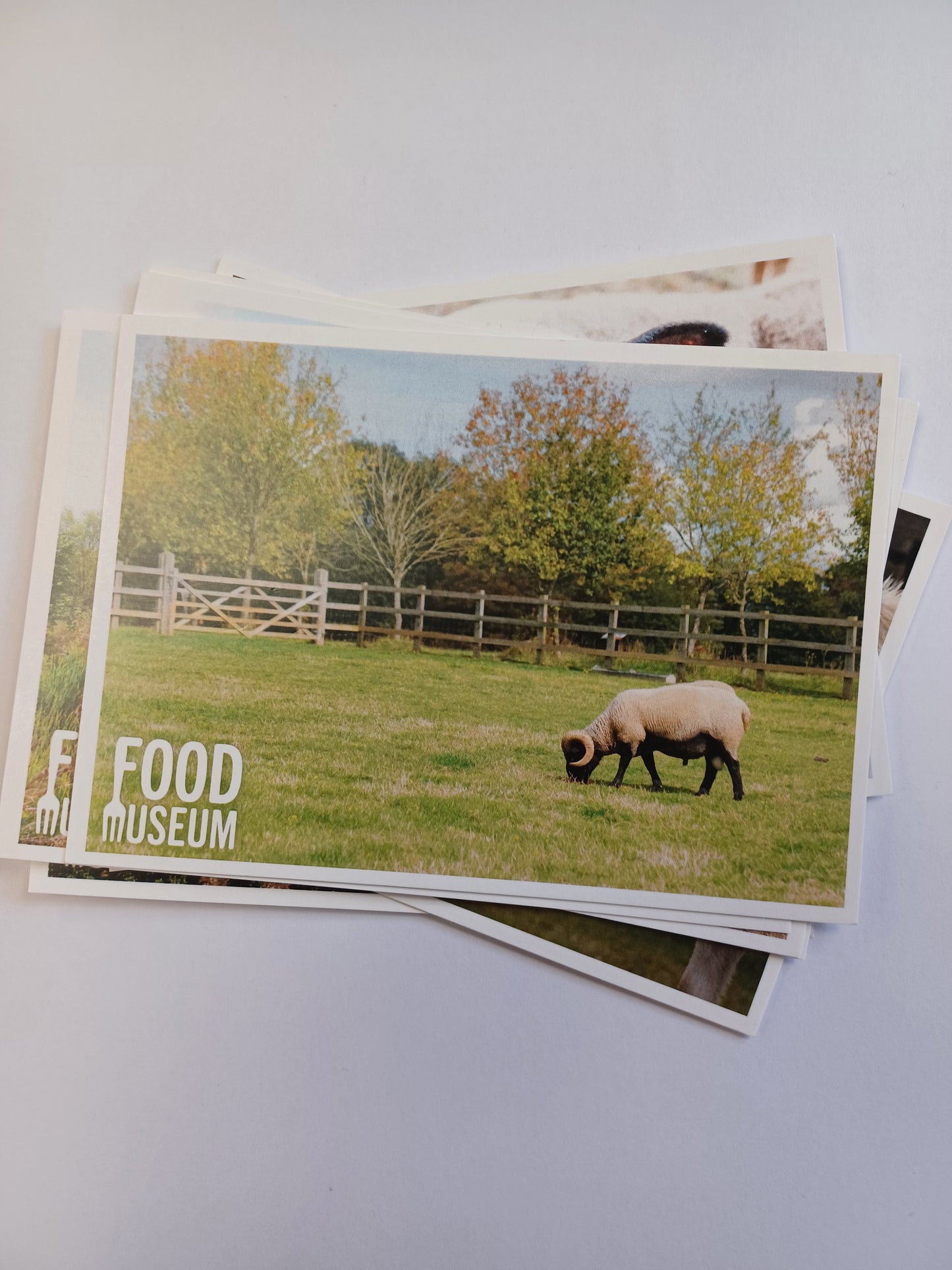 Assorted Food Museum Postcard