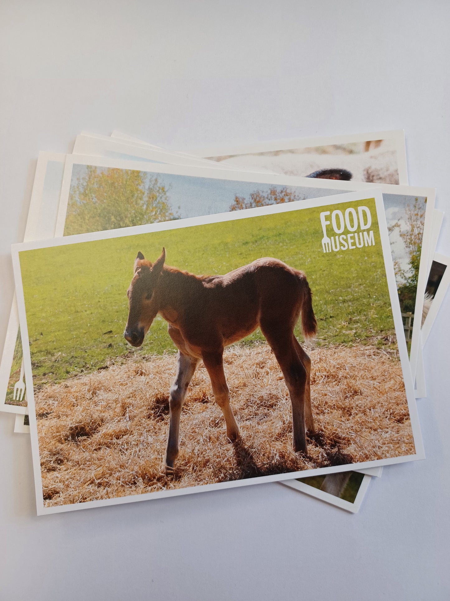 Assorted Food Museum Postcard