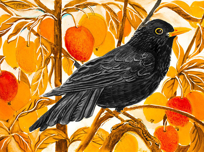 Blackbird and Crab Apples Greeting Card - Linda Richardson