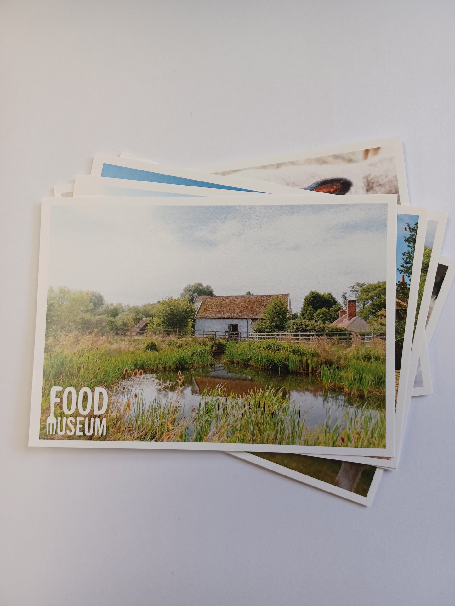 Assorted Food Museum Postcard