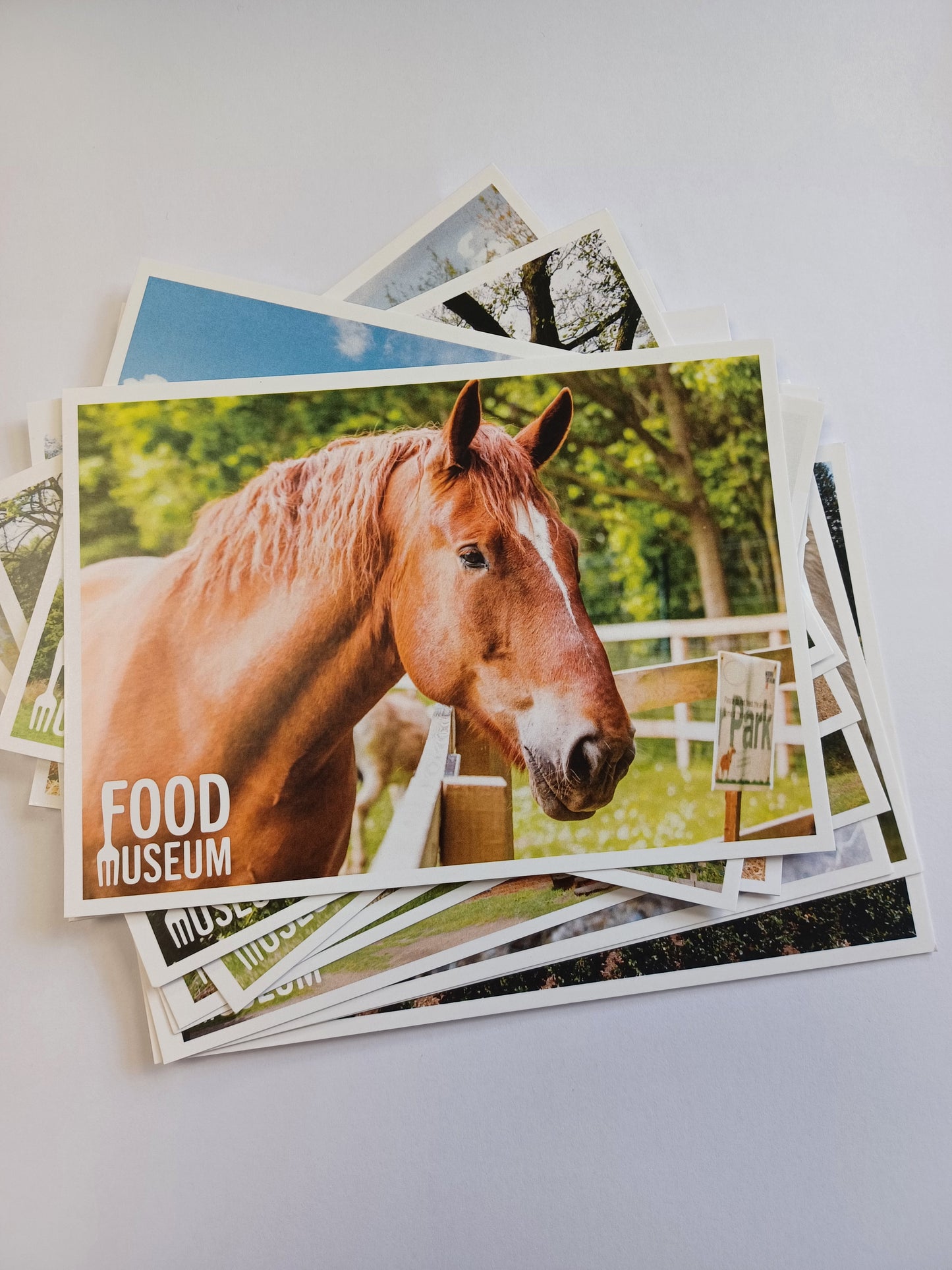 Assorted Food Museum Postcard